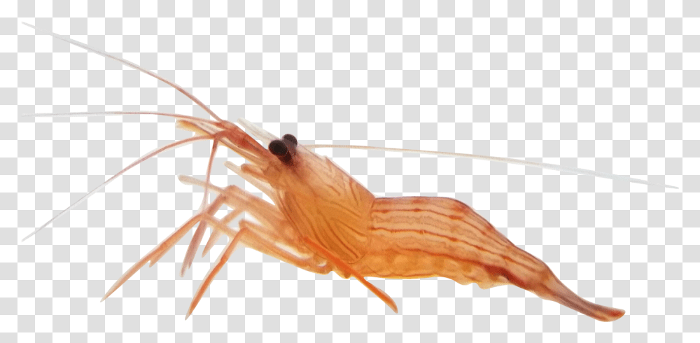 Shrimp Anemone Alive Shrimp, Bow, Seafood, Sea Life, Animal Transparent Png
