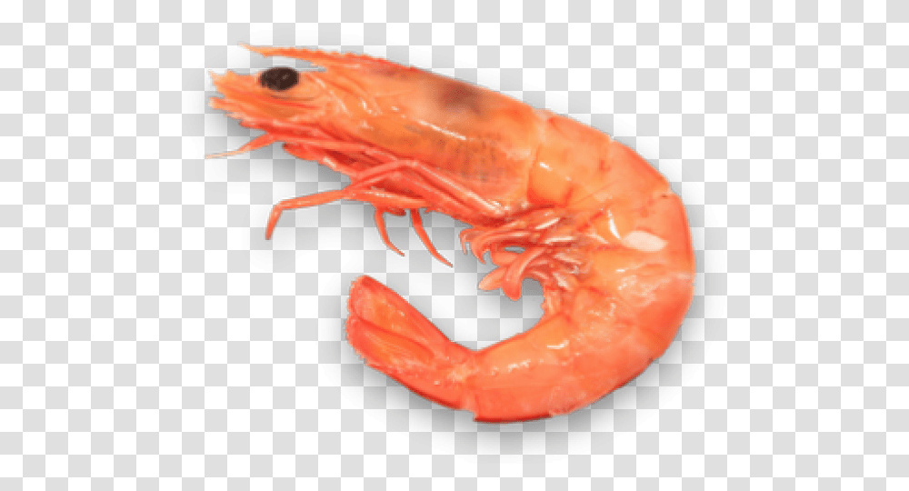 Shrimp Clipart Background Shrimp, Seafood, Sea Life, Animal, Lobster Transparent Png