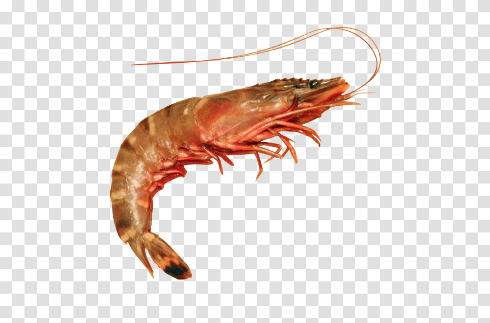 Shrimp Cloud, Seafood, Sea Life, Animal, Lobster Transparent Png