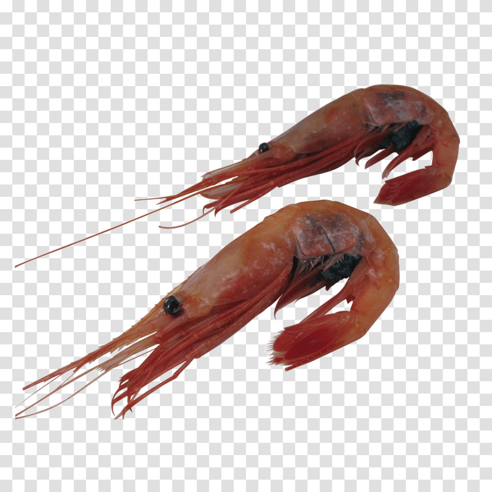 Shrimp Food Business, Seafood, Sea Life, Animal, Lobster Transparent Png