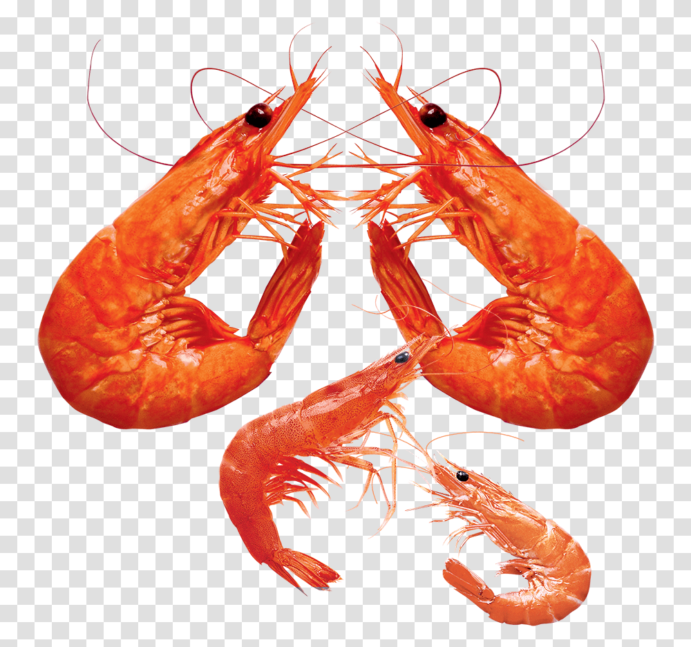 Shrimp, Food, Seafood, Sea Life, Animal Transparent Png