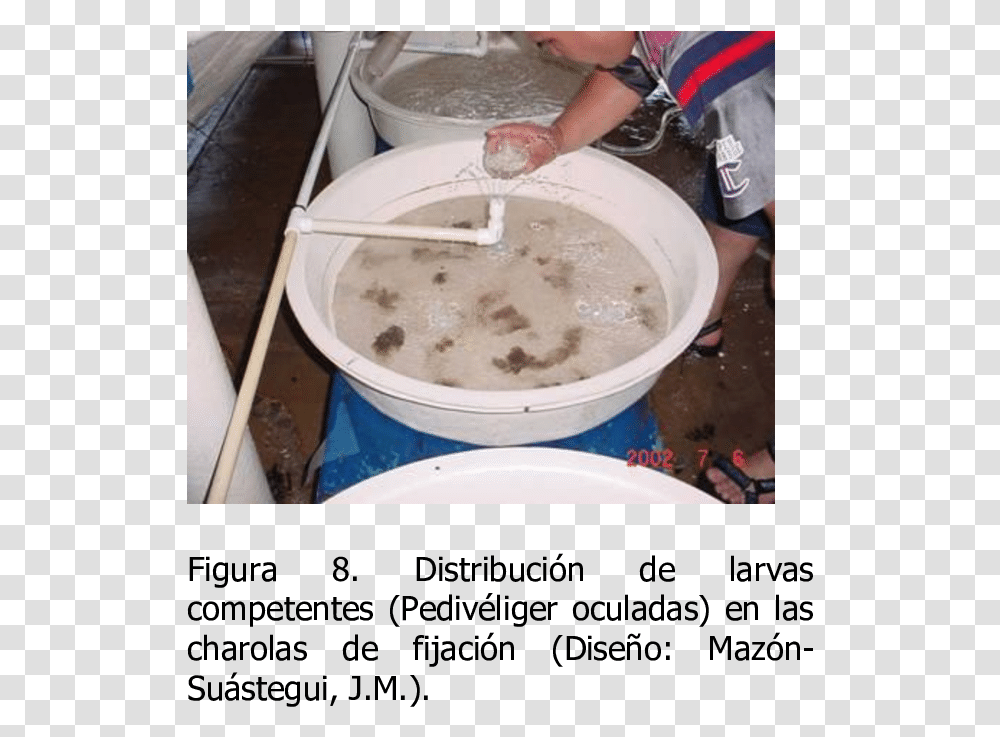 Shrimp, Person, Human, Washing, Bowl Transparent Png