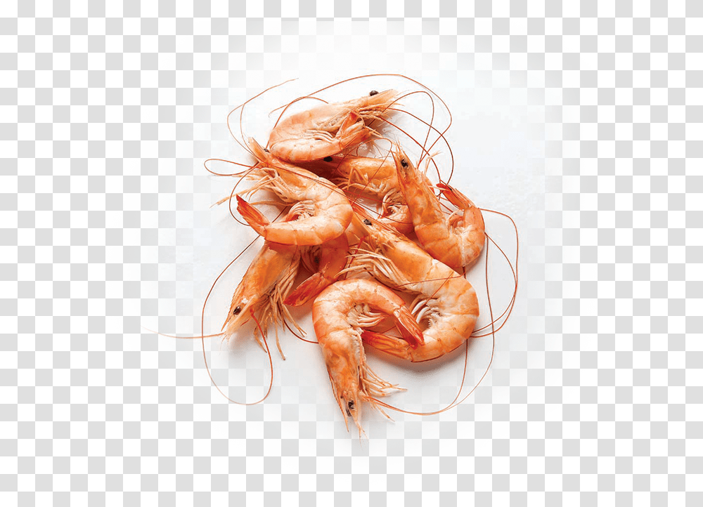 Shrimp, Seafood, Sea Life, Animal, Lobster Transparent Png