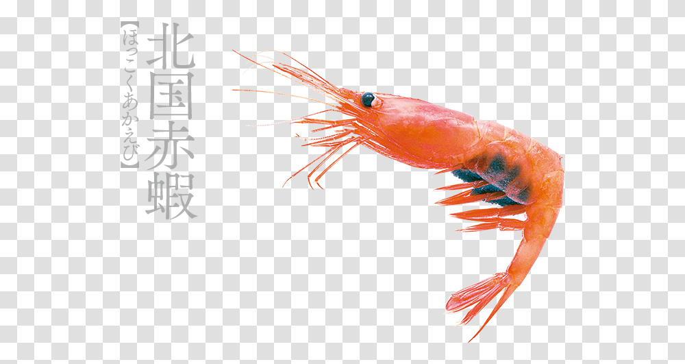 Shrimp, Seafood, Sea Life, Animal Transparent Png