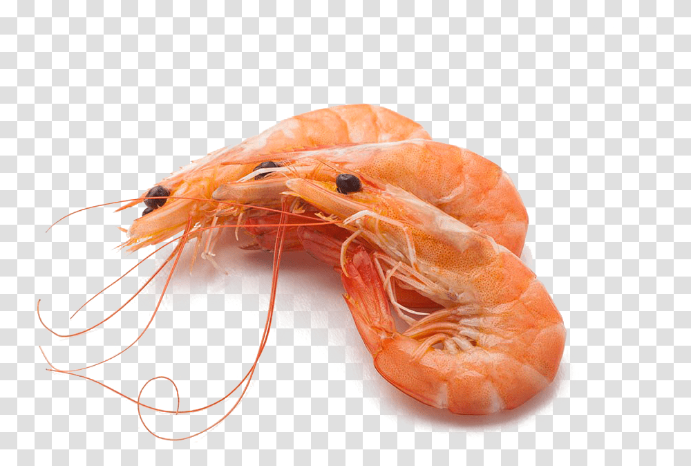 Shrimp Shrimps, Seafood, Sea Life, Animal, Lobster Transparent Png