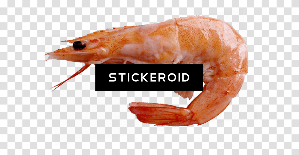 Shrimp Sick Battle Prawn, Seafood, Sea Life, Animal Transparent Png