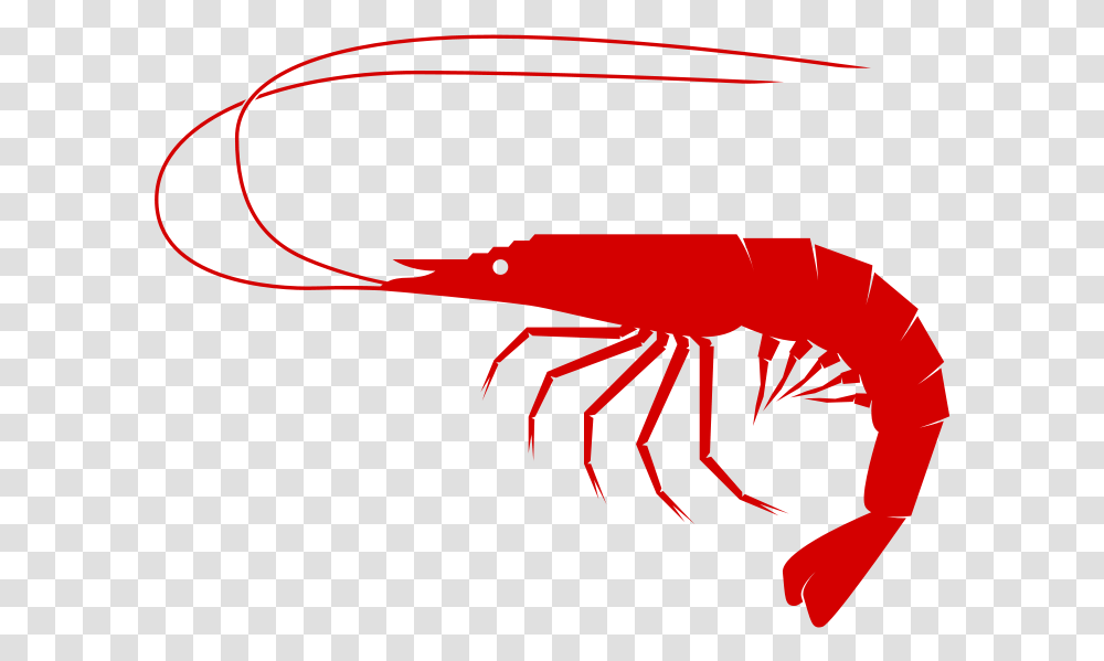 Shrimp To Use Download Clipart Shrimp Clipart, Sea Life, Animal, Food, Seafood Transparent Png