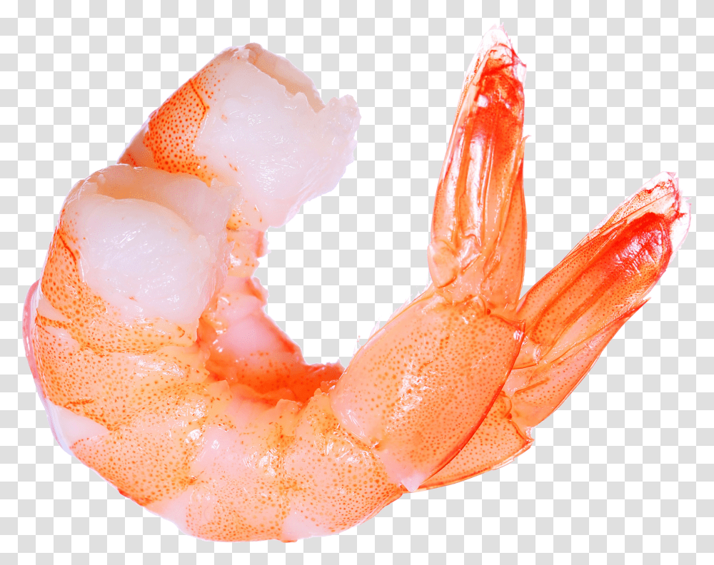 Shrimp Transparent Png