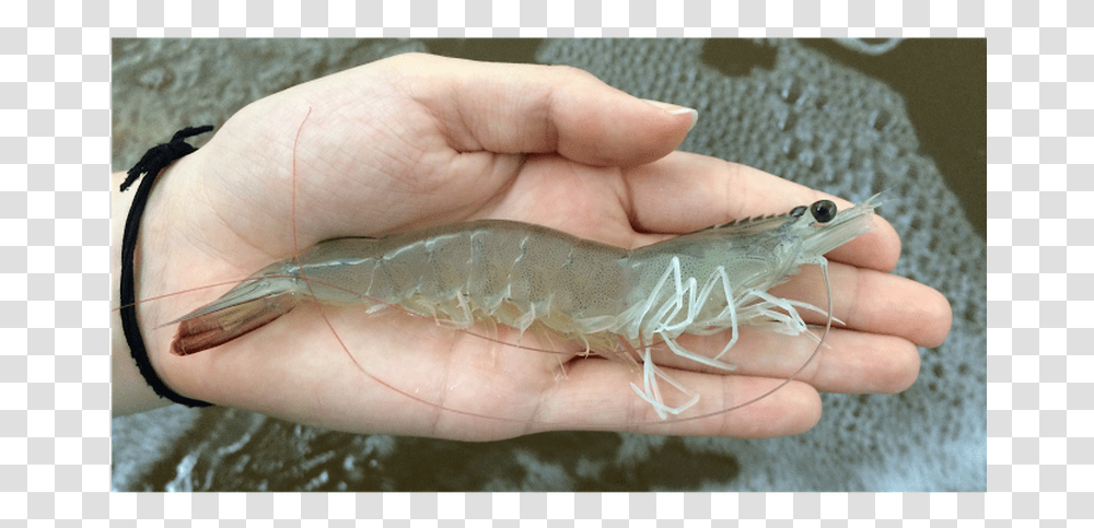 Shrimp White Spot Syndrome, Seafood, Sea Life, Animal, Person Transparent Png