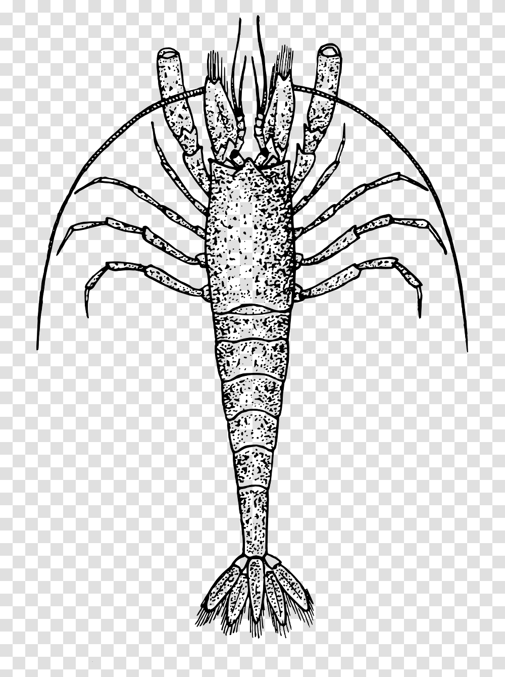 Shrimp Zooplankton Clipart Black And White, Gray, World Of Warcraft Transparent Png