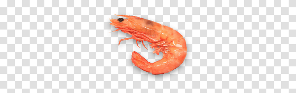 Shrimps, Animals, Food, Seafood, Sea Life Transparent Png