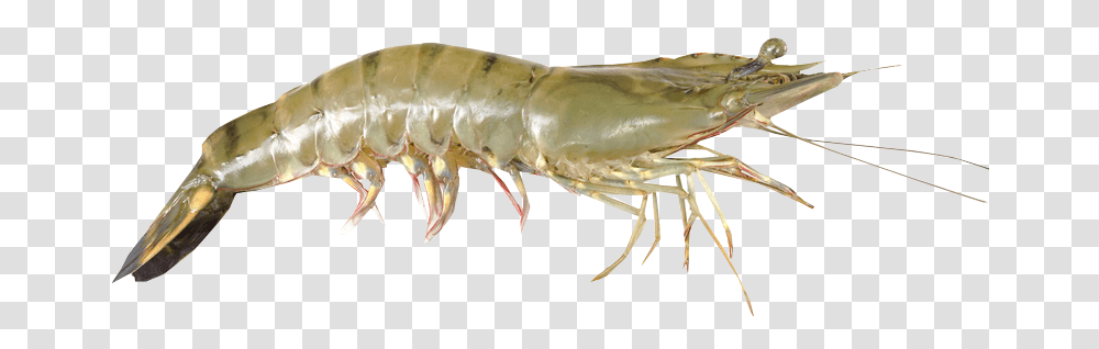 Shrimps, Animals, Insect, Invertebrate, Seafood Transparent Png