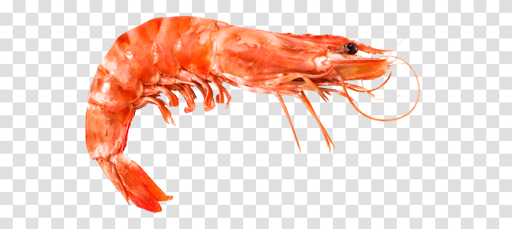 Shrimps, Animals, Lobster, Seafood, Sea Life Transparent Png