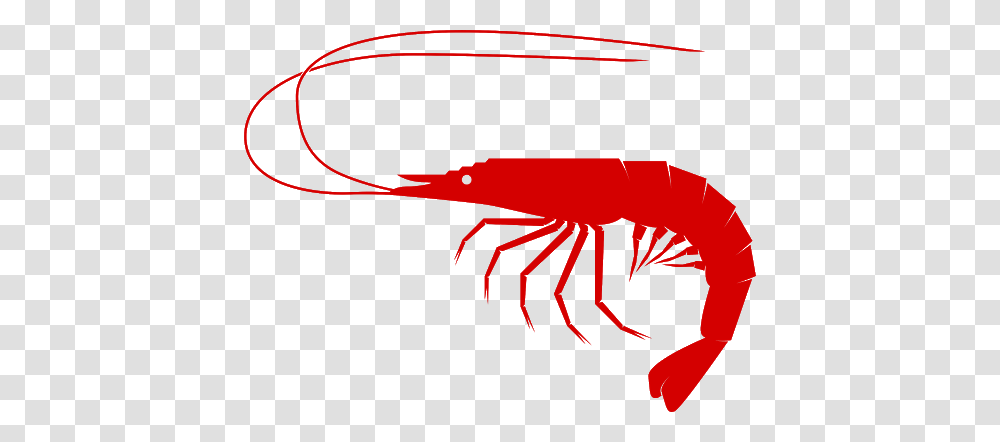 Shrimps, Animals, Sea Life, Food, Seafood Transparent Png