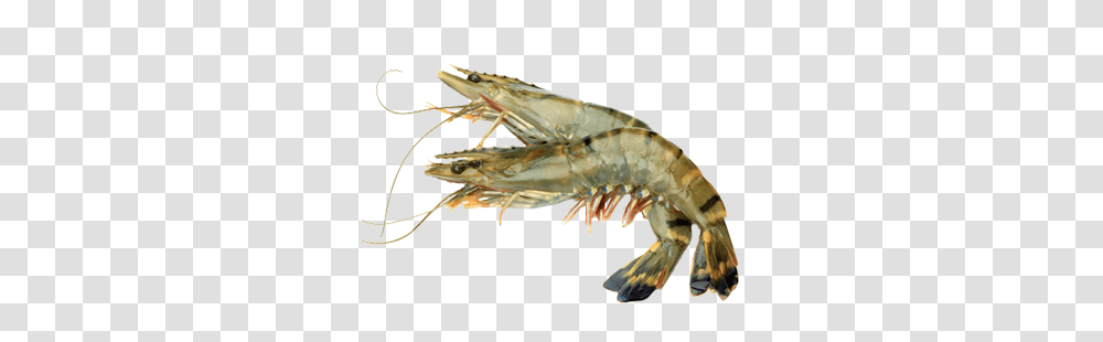 Shrimps, Animals, Seafood, Sea Life, Insect Transparent Png