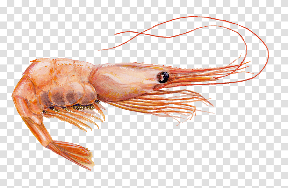 Shrimps, Animals, Seafood, Sea Life, Insect Transparent Png