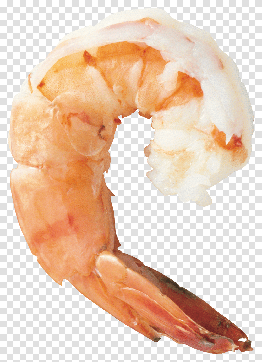 Shrimps, Animals Transparent Png