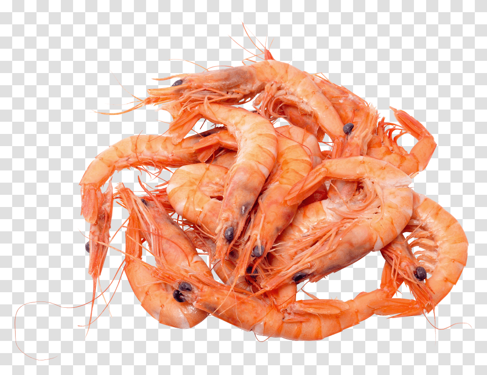 Shrimps, Animals Transparent Png