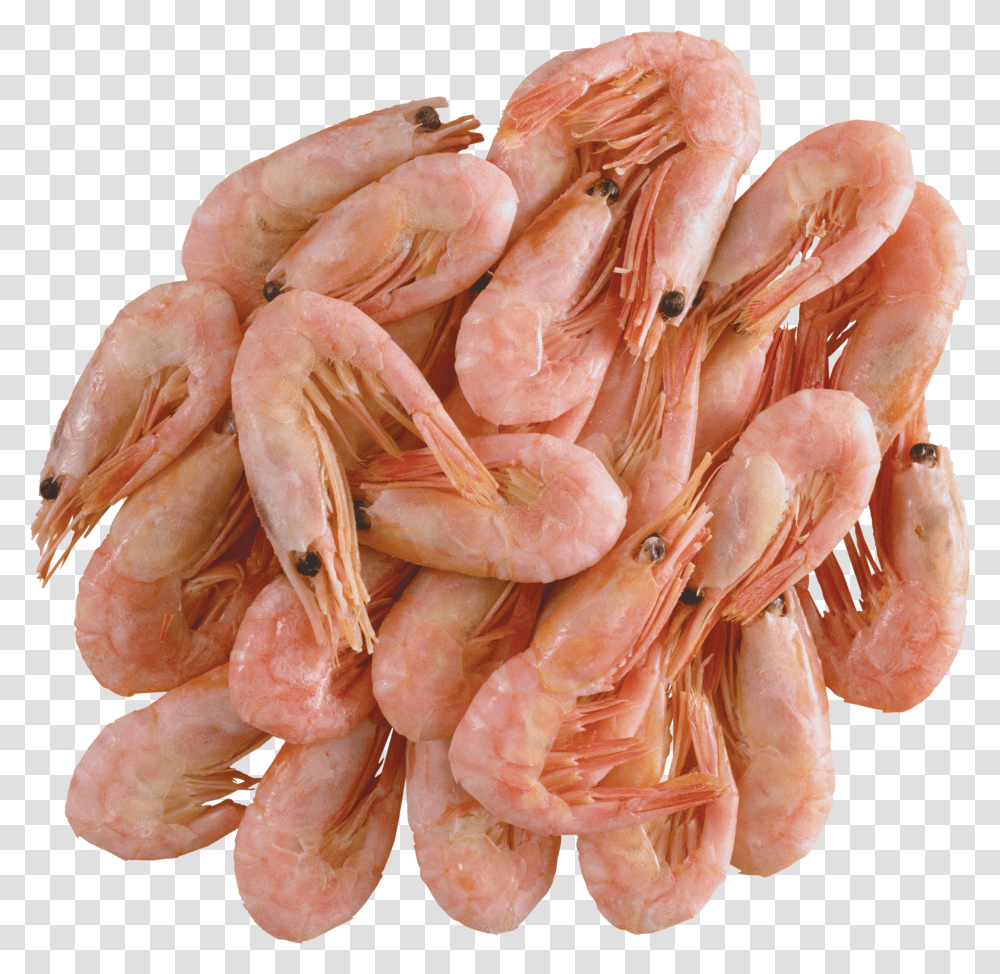 Shrimps, Animals Transparent Png