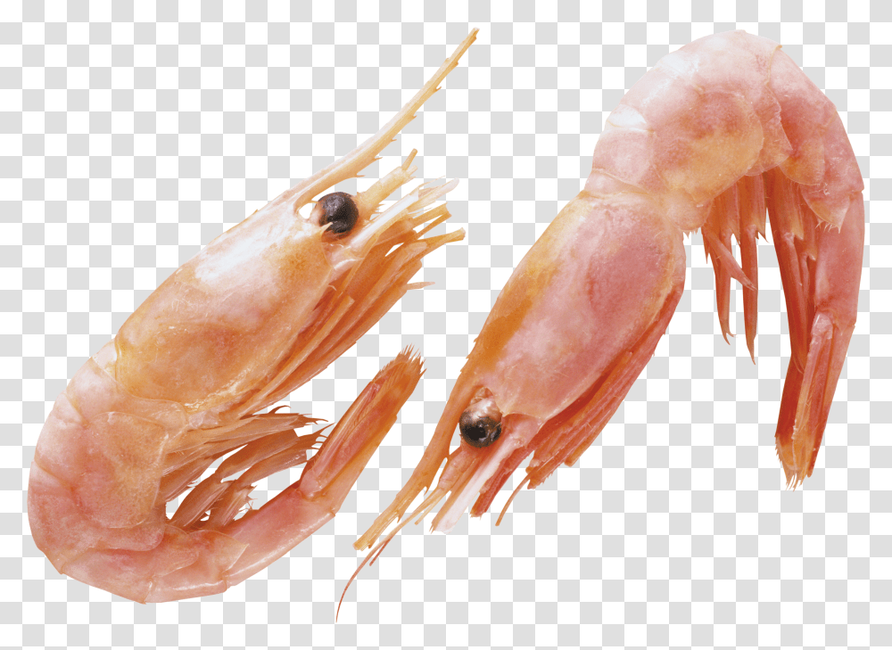 Shrimps, Animals Transparent Png
