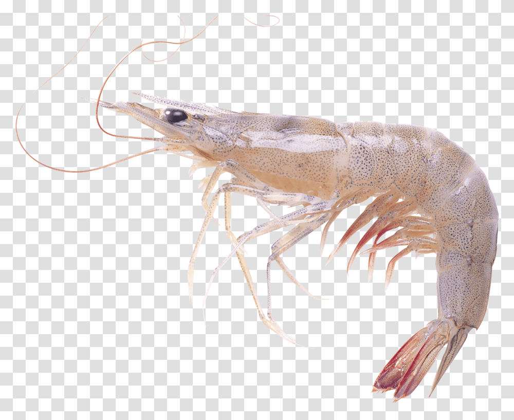 Shrimps, Animals Transparent Png