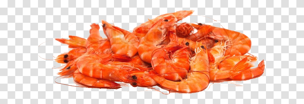 Shrimps Free Pic Images Of Shrimps, Seafood, Sea Life, Animal, Lobster Transparent Png