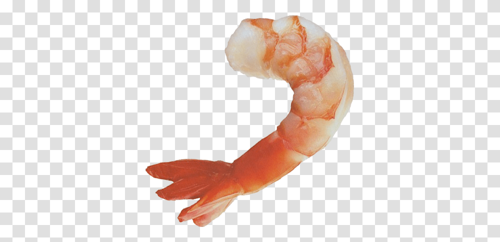 Shrimps Images Clipart Free Download, Seafood, Sea Life, Animal, Person Transparent Png