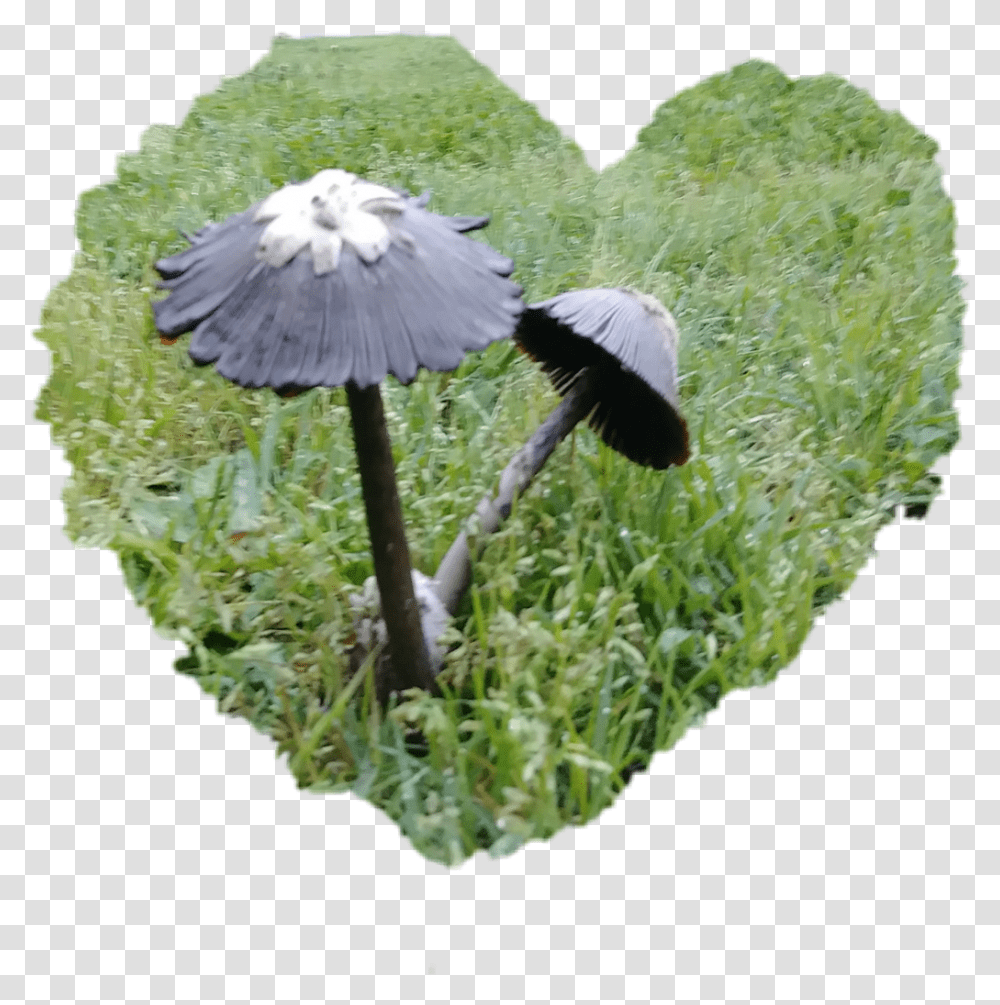 Shrooms Shroominlove Weekendvibes Loveshrooms Mushrooms Grass, Plant, Bird, Animal, Agaric Transparent Png