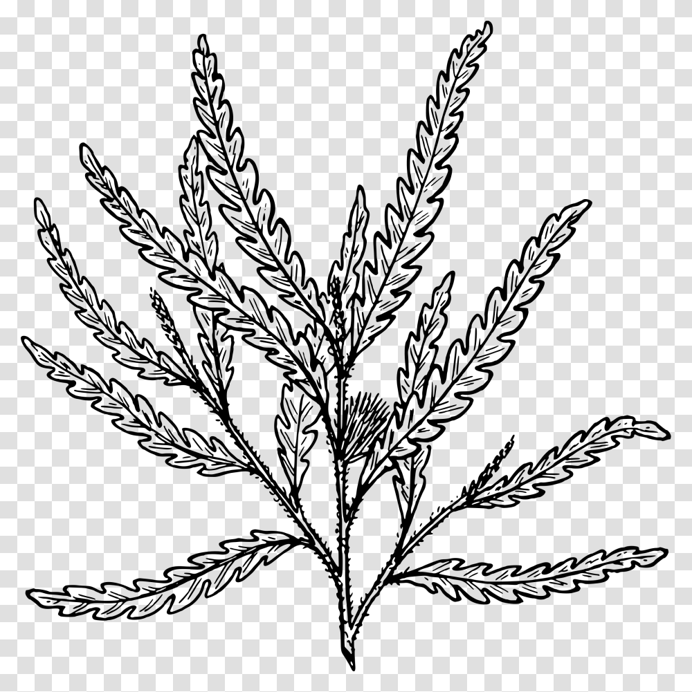 Shrub Clipart Fern Black And White Ferns Clipart, Gray, World Of Warcraft Transparent Png