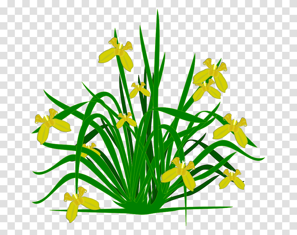 Shrub Clipart Flower Small Plants Clipart, Blossom, Amaryllidaceae, Daffodil, Iris Transparent Png