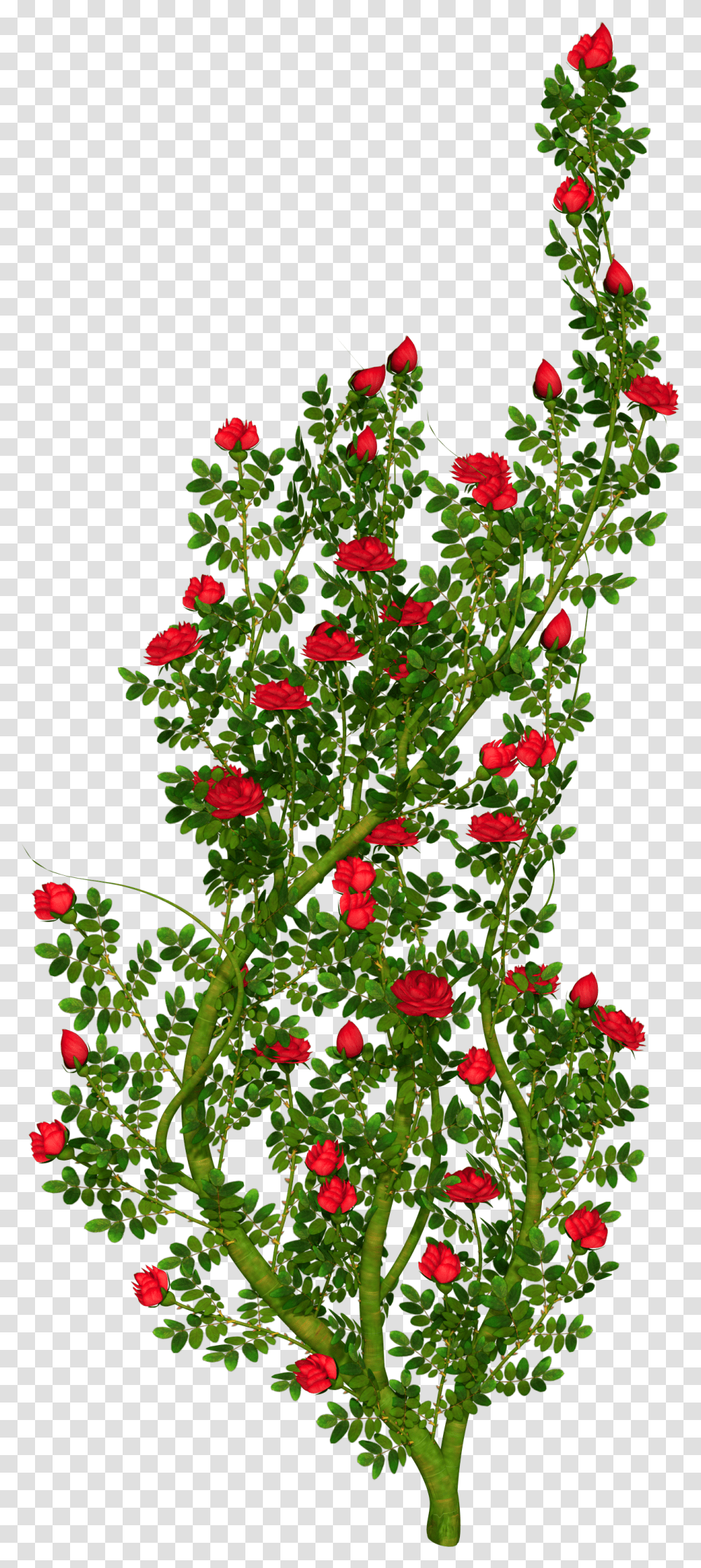 Shrub Clipart Rose Plant Rose Bush Background, Geranium, Flower, Blossom, Leaf Transparent Png