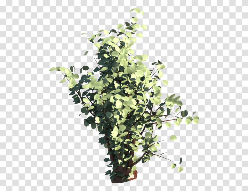 Shrub Download Sageretia Theezans, Leaf, Plant Transparent Png