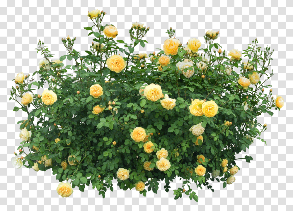 Shrub Flowering Plant Rose Flower Plants, Potted Plant, Vase, Jar, Pottery Transparent Png