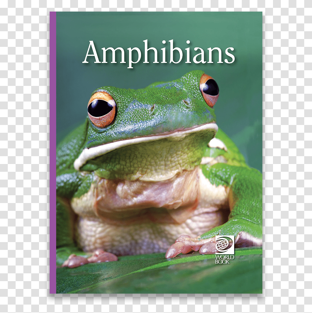 Shrub Frog, Amphibian, Wildlife, Animal, Tree Frog Transparent Png