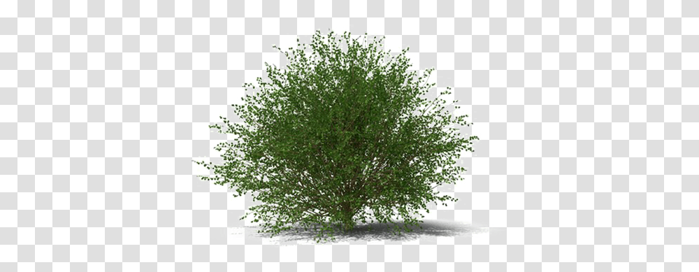 Shrub Image Thuya, Tree, Plant, Vegetation, Bush Transparent Png