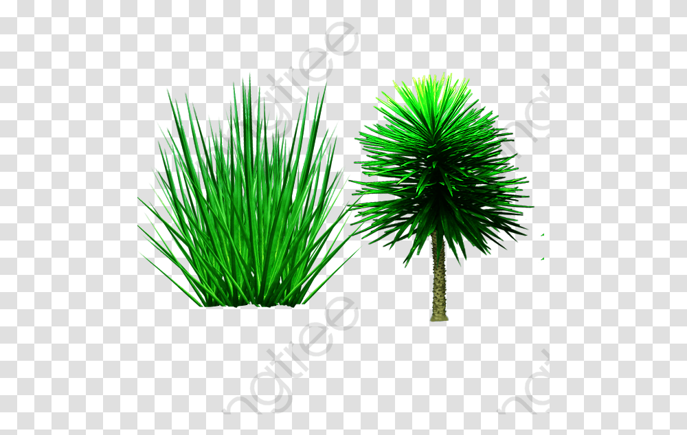Shrub Palm Trees Plant Grass Pond Pine, Green, Nature, Outdoors, Vegetation Transparent Png