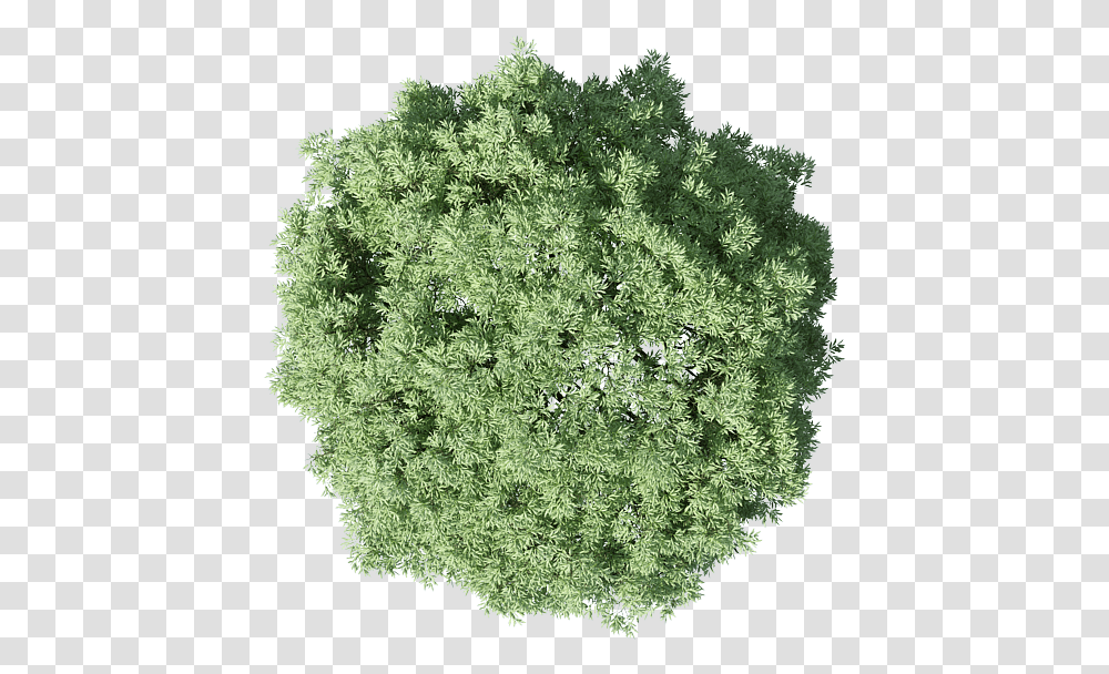 Shrub Photoshop Tree Plan, Plant, Moss, Bush, Vegetation Transparent Png