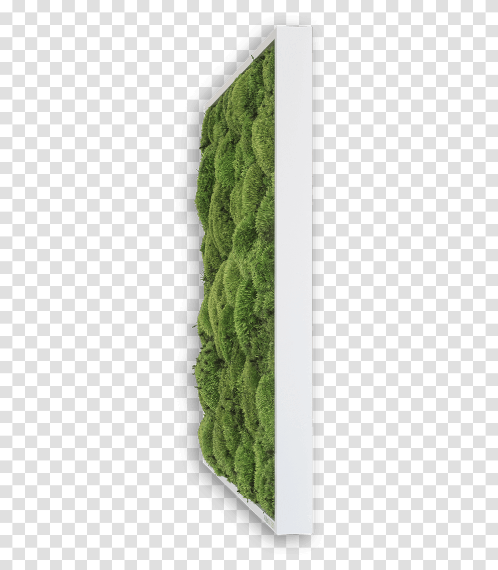 Shrub Plan, Moss, Plant, Tree, Conifer Transparent Png