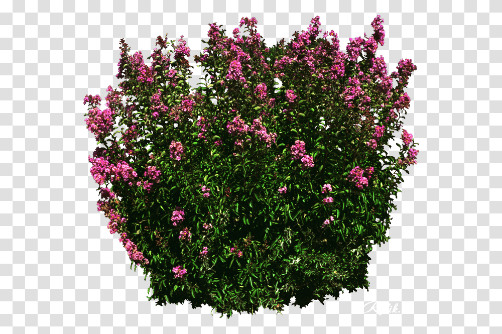 Shrub, Plant, Geranium, Flower, Blossom Transparent Png