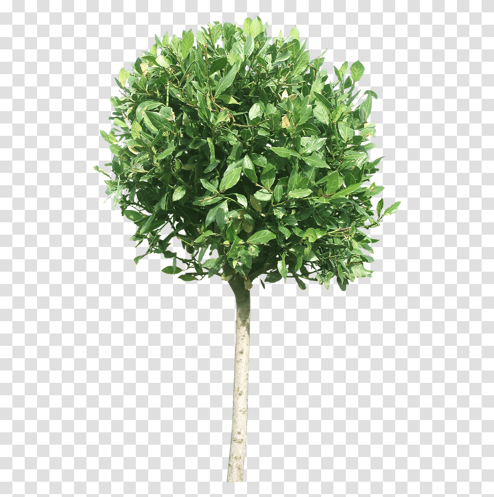 Shrub, Plant, Tree, Leaf, Food Transparent Png