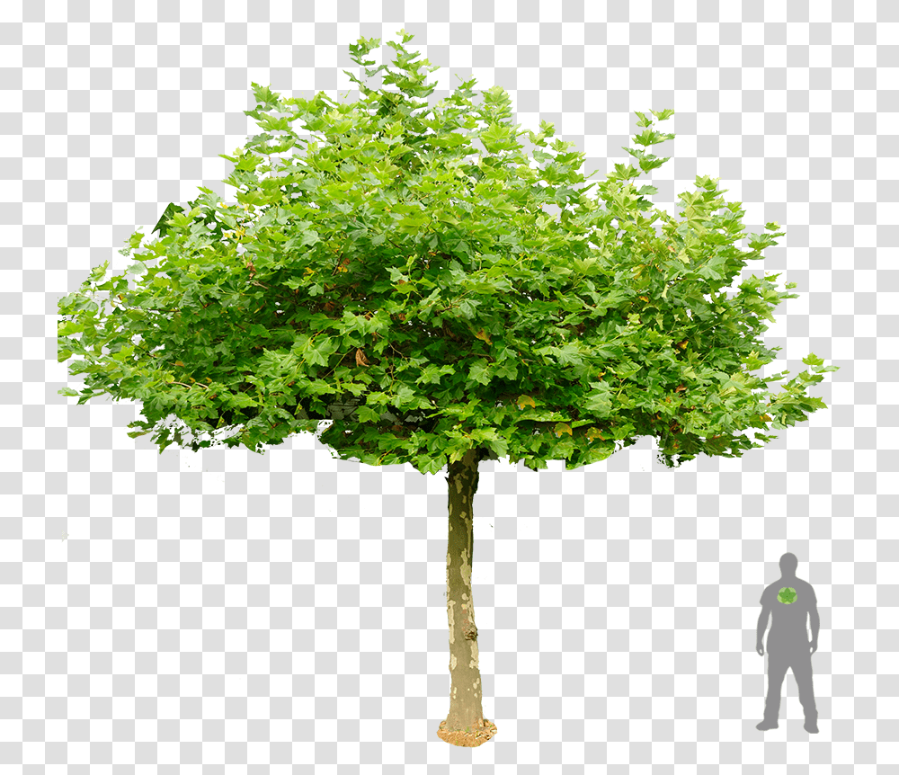 Shrub Silhouette, Tree, Plant, Person, Human Transparent Png