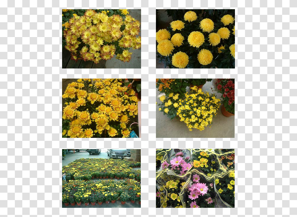 Shrub Top View Chrysanths, Collage, Poster, Advertisement, Plant Transparent Png