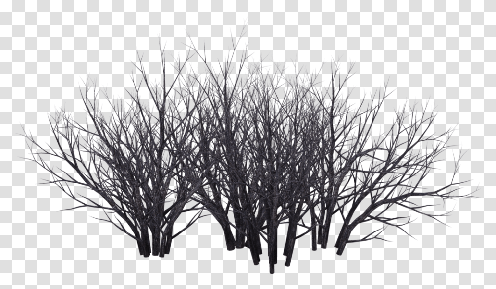 Shrub Tree Photography Black And White Desert Bush In, Nature, Outdoors, Ice, Snow Transparent Png