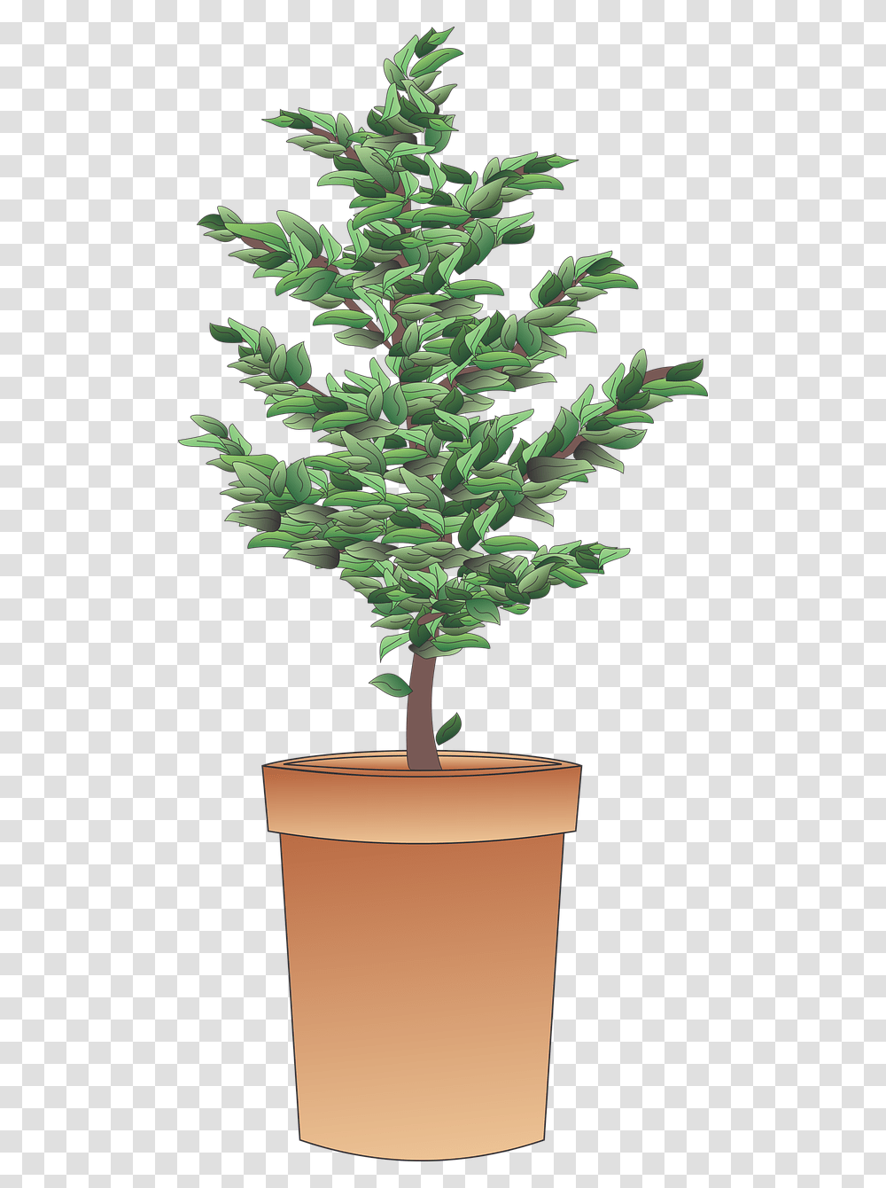 Shrub, Tree, Plant, Leaf, Palm Tree Transparent Png