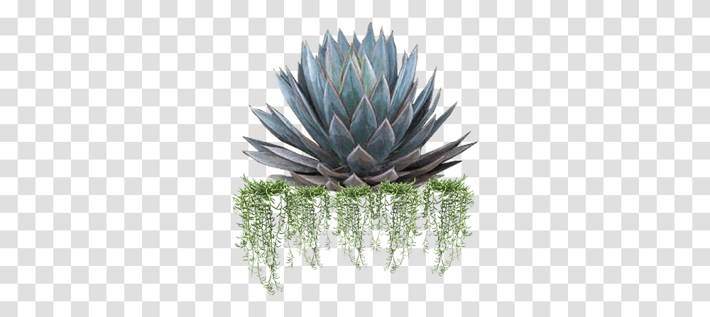 Shrubhub Agave, Plant, Aloe, Agavaceae, Cactus Transparent Png