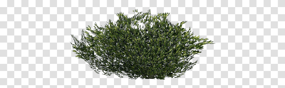 Shrubs Background Arbusto, Tree, Plant, Conifer, Yew Transparent Png