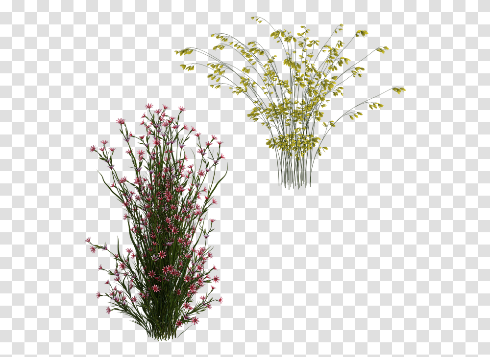 Shrubs Pretty Flowers Free Image On Pixabay Bouquet, Bush, Vegetation, Plant, Tree Transparent Png