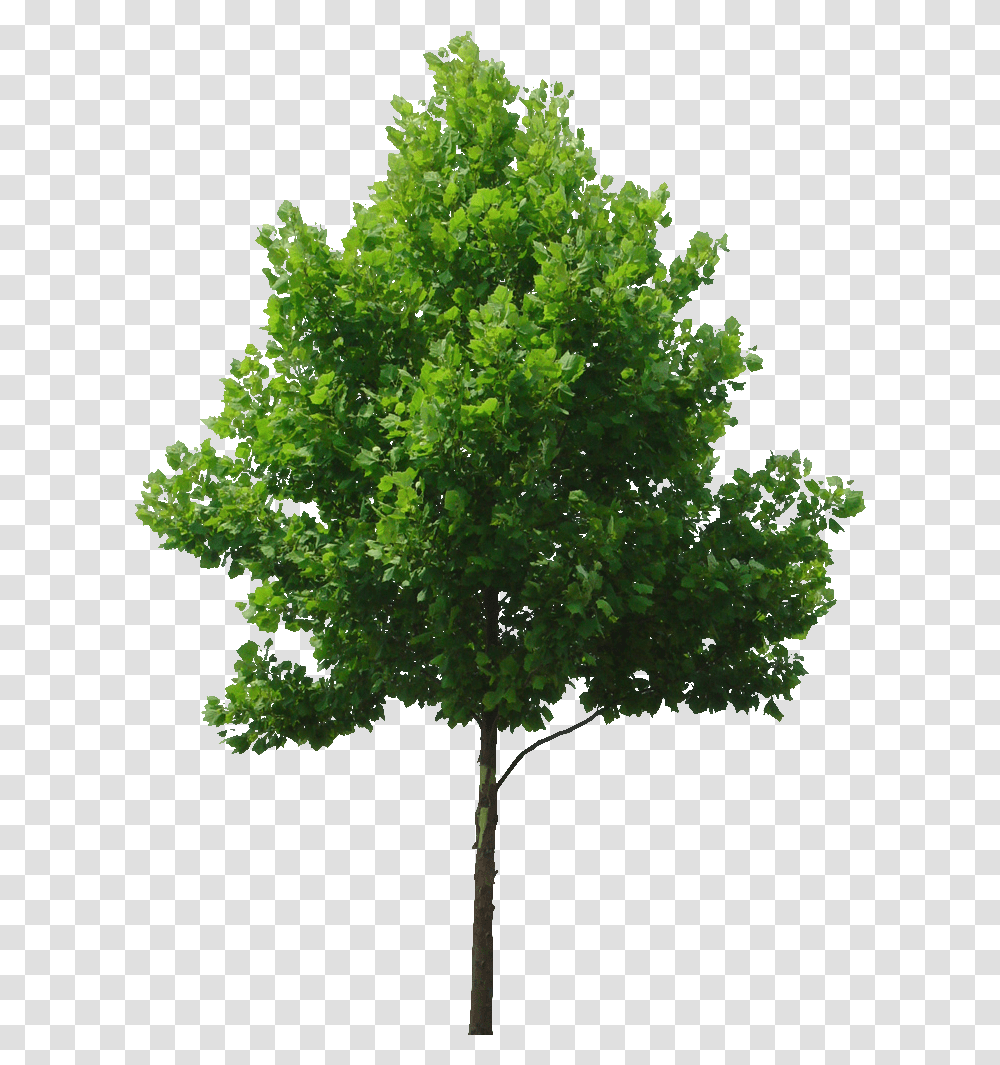 Shrubs Tree High Resolution, Plant, Maple, Leaf, Oak Transparent Png