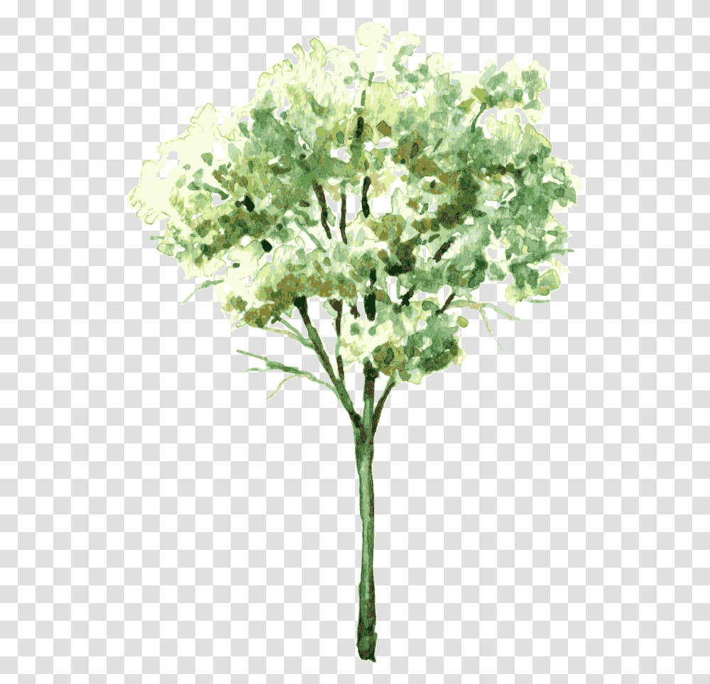 Shrubs Trees Water Color, Plant, Flower, Blossom, Apiaceae Transparent Png