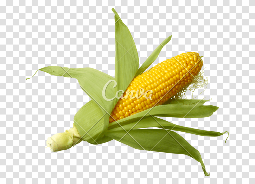 Shucked Ear Of Corn, Plant, Vegetable, Food, Grain Transparent Png